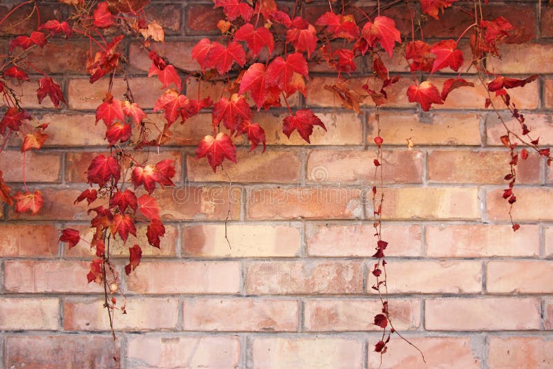 Autumn Leaves background stock photo. Image of natural - 35628196