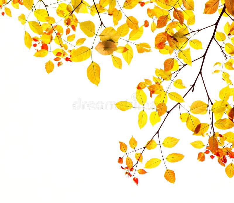 Sezónne jesenné farby hranice obrázok so zlatou žlté a červené listy na strome polovičnou rám.