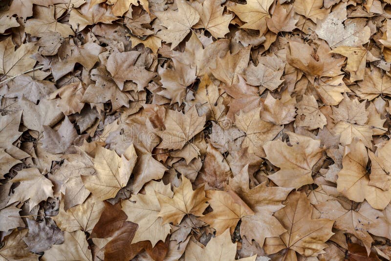 Autumn leaves background texture. Maple Leaf Type royalty free stock photography Autumn leaves background texture. Maple Leaf Type royalty free stock photography