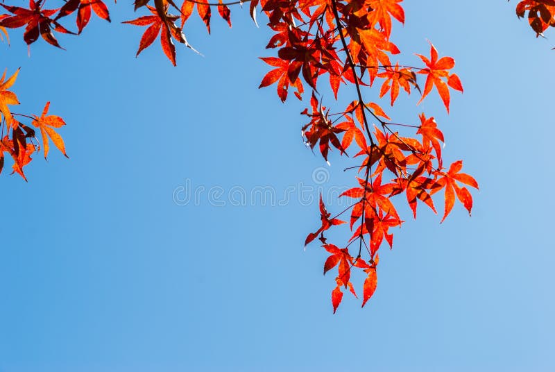 Autumn leaves with blue sky background royalty free stock images Autumn leaves with blue sky background royalty free stock images