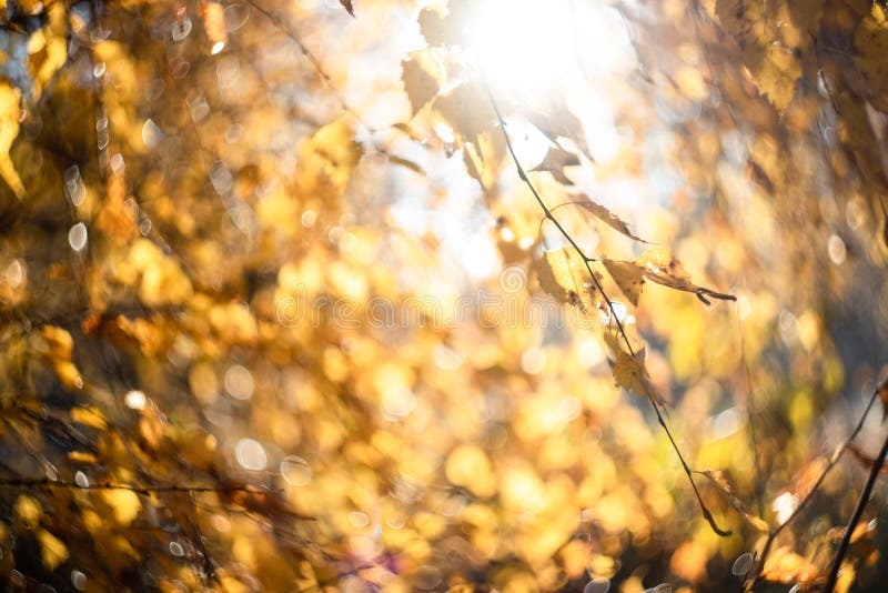 Autumn leaves with blurred trees . Fall blurry background