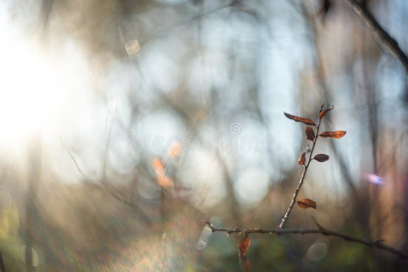 Autumn leaves with blurred trees . Fall blurry background