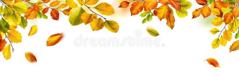 Autumn leaves border on white background