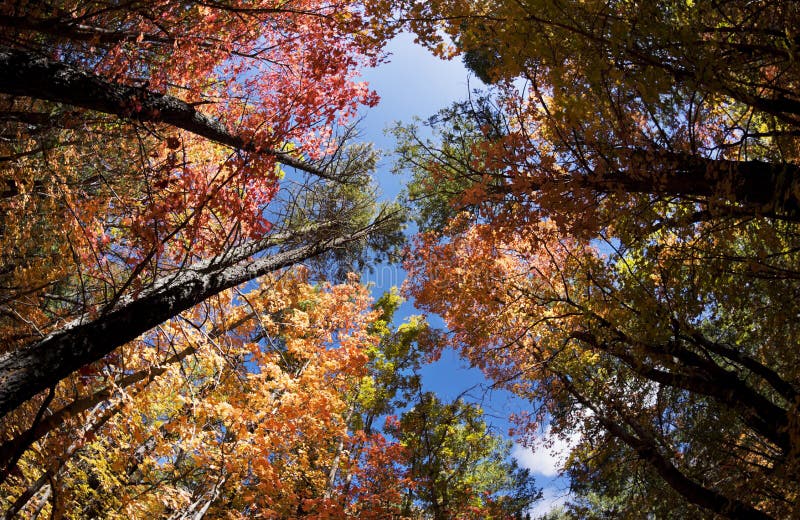 Autumn Leaves Change Colors in Vierde van Juli-Canion in New Mexico stock foto Autumn Leaves Change Colors in Vierde van Juli-Canion in New Mexico stock foto