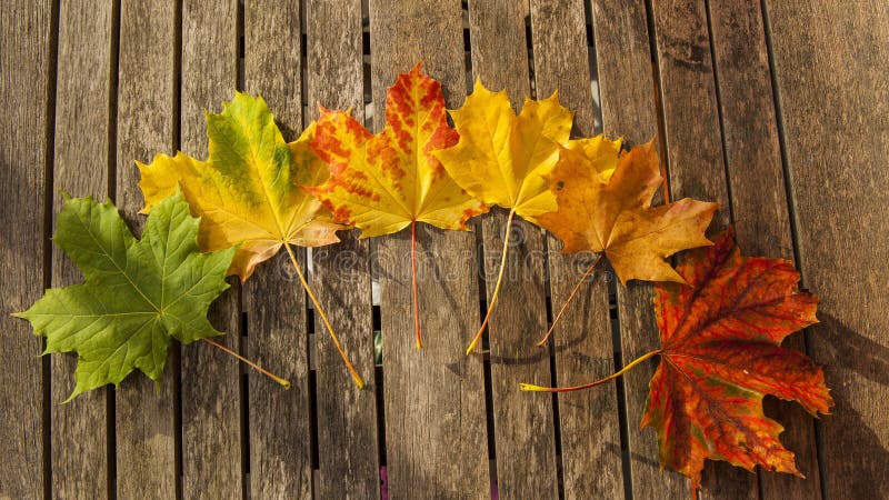 Maple leaves in colors with shades from green to reddish brown laid out on a green wooden door, symbols of Autumn or the Fall. Maple leaves in colors with shades from green to reddish brown laid out on a green wooden door, symbols of Autumn or the Fall.