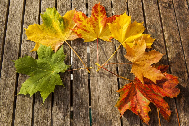 Autumn Leaves Changing Color Stock Photo - Image of backdrop, colorful