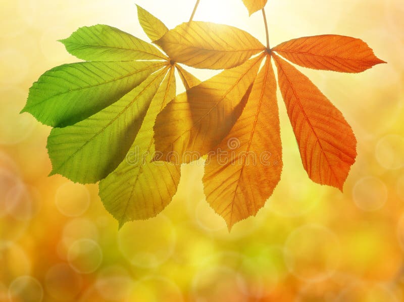 Autumn leaves of chestnut tree stock images