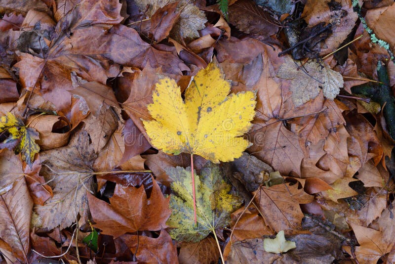 Autumn leaves close-up