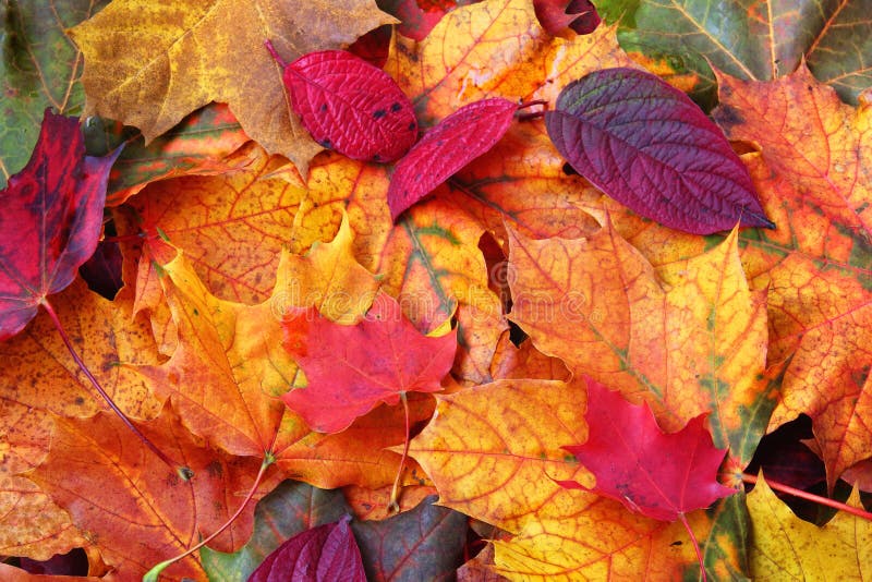 Zblízka zmesi Jesenné lístie, široké spektrum farieb.