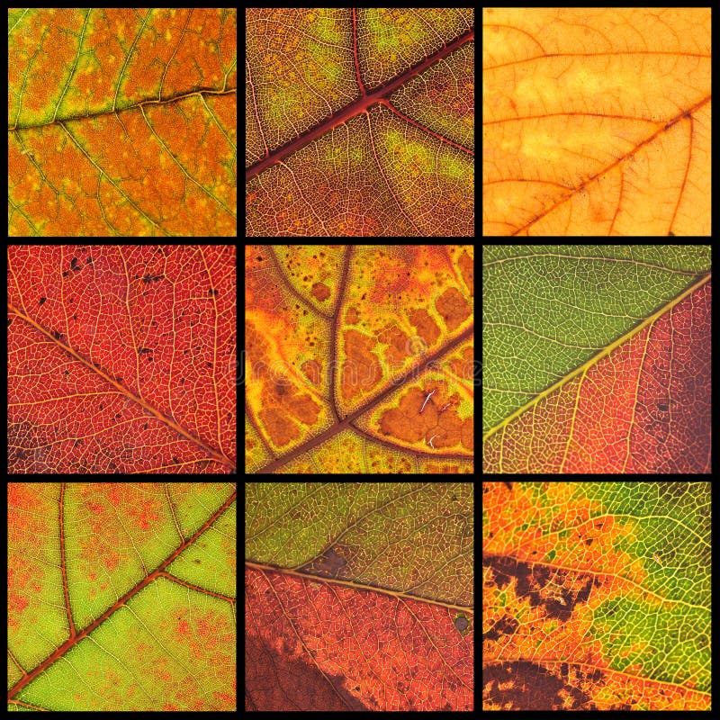 Autumn leaves collage