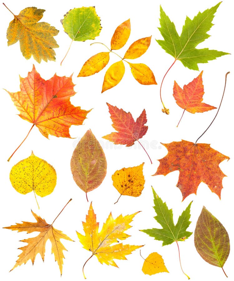 Autumn leaves collection stock photo. Image of nature - 27799720