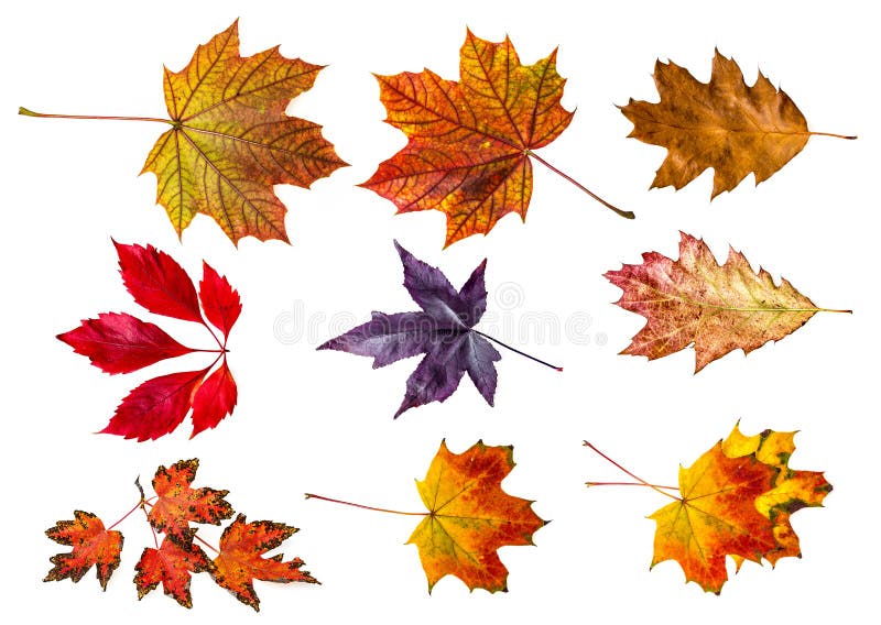 Autumn leaves - collection stock image