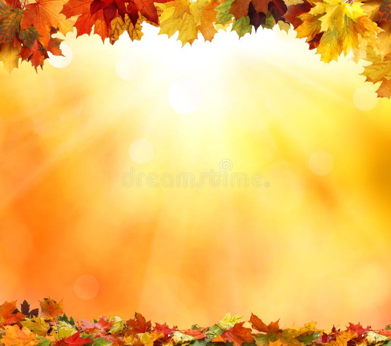 Autumn leaves stock photos