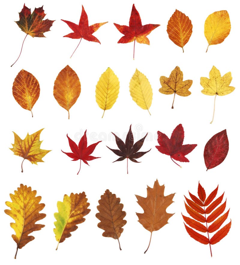 Seamless Background Autumn Leaves Stock Photo - Image of variation ...