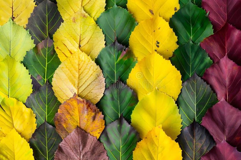 Autumn Leaves in Different Colors Stock Image Image of plant, color