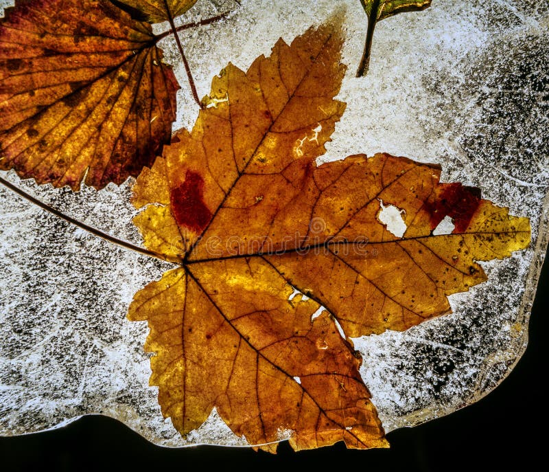 Autumn Leaves en glace photos stock Autumn Leaves en glace photos stock