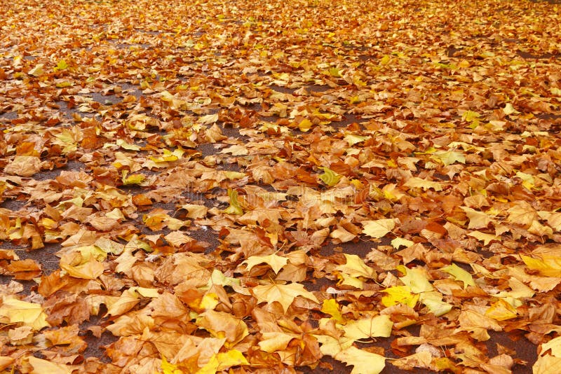 Autumn leaves fall stock photos Autumn leaves fall stock photos