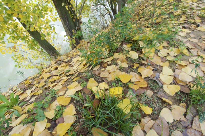 Autumn leaves fall on the floor