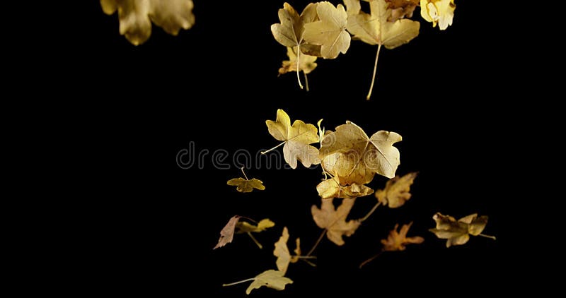 Autumn Leaves falling against Black Background