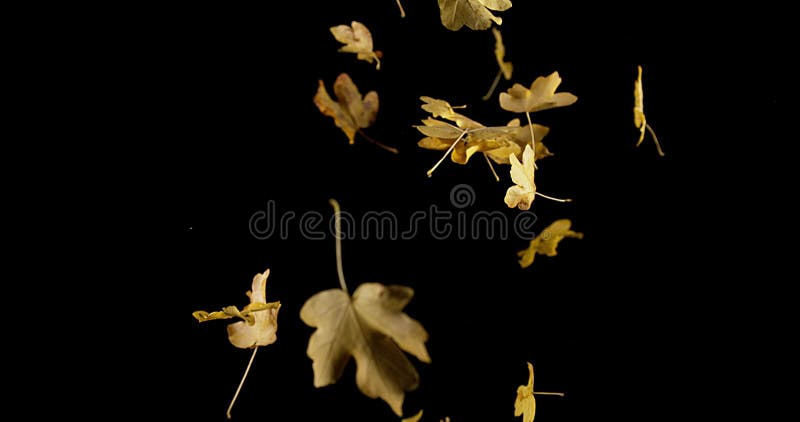 Autumn Leaves falling against Black Background