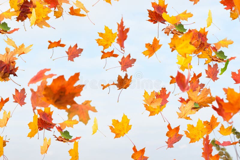 Autumn leaves are falling. royalty free stock photo
