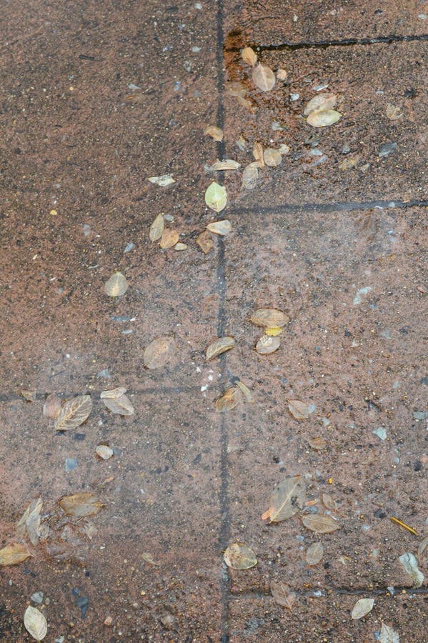 Autumn leaves, flora and foliage on the brick floor royalty free stock photography