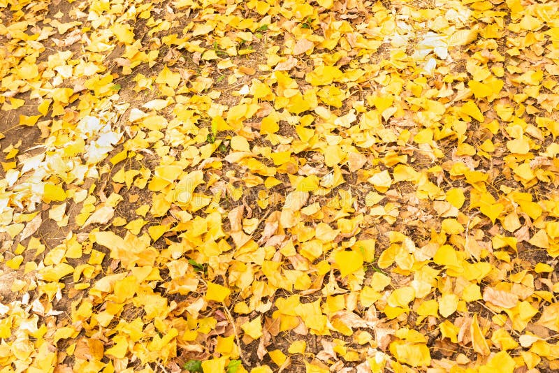 Autumn leaves in the forest on a sunny day royalty free stock image Autumn leaves in the forest on a sunny day royalty free stock image