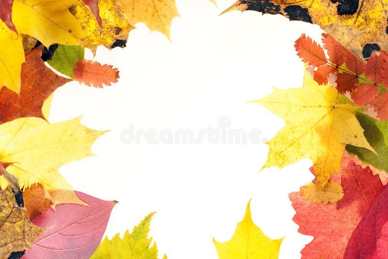 Autumn leaves frame