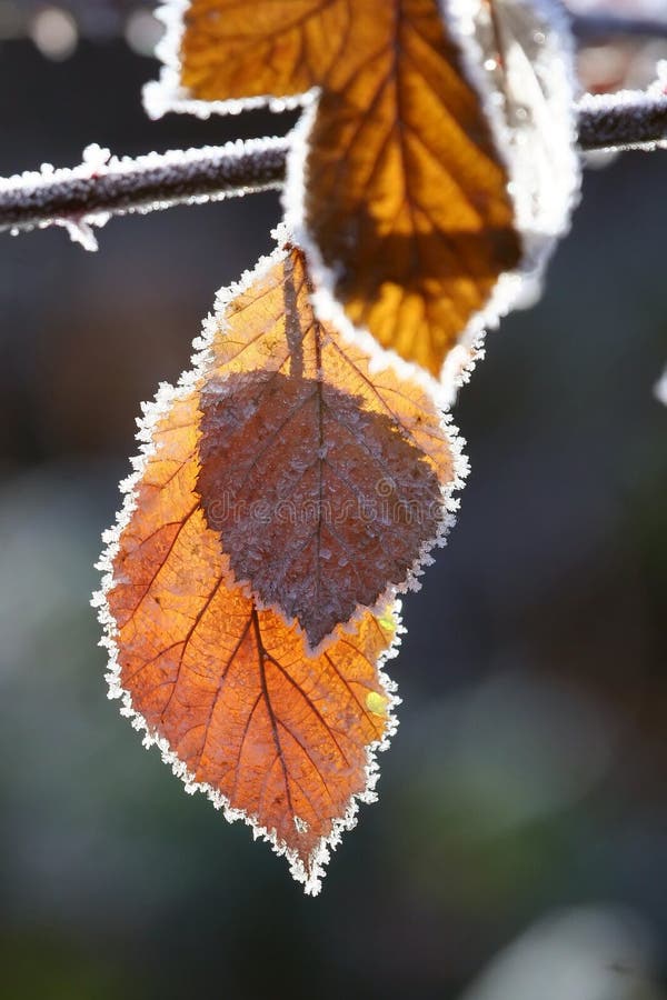 Frost on fall leaves stock photo. Image of season, four 3114946