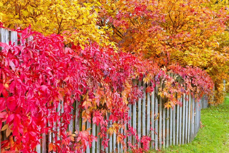 Autumn Leaves on a Garden Fence Stock Photo - Image of country, grape