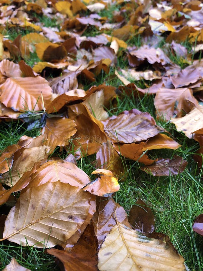 Autumn Leaves on a Garden Lawn Stock Image - Image of leaves, damp