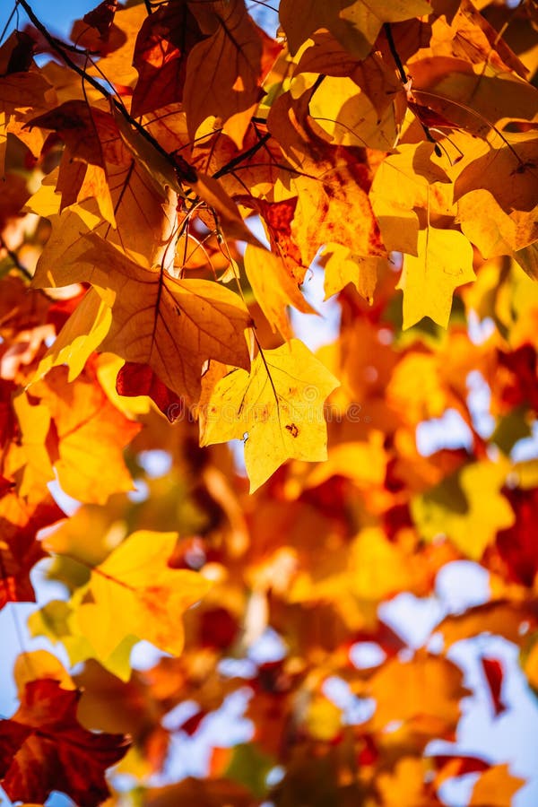 Autumn Leaves during Golden Hours of the Day. Stock Image Image of