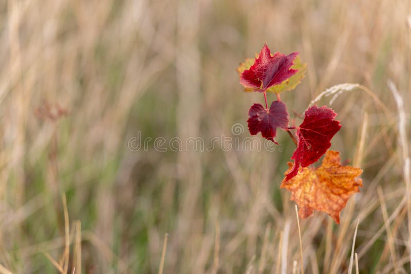 Autumn Leaves of Grapes. Grapevine in the Fall. Nature Blurred