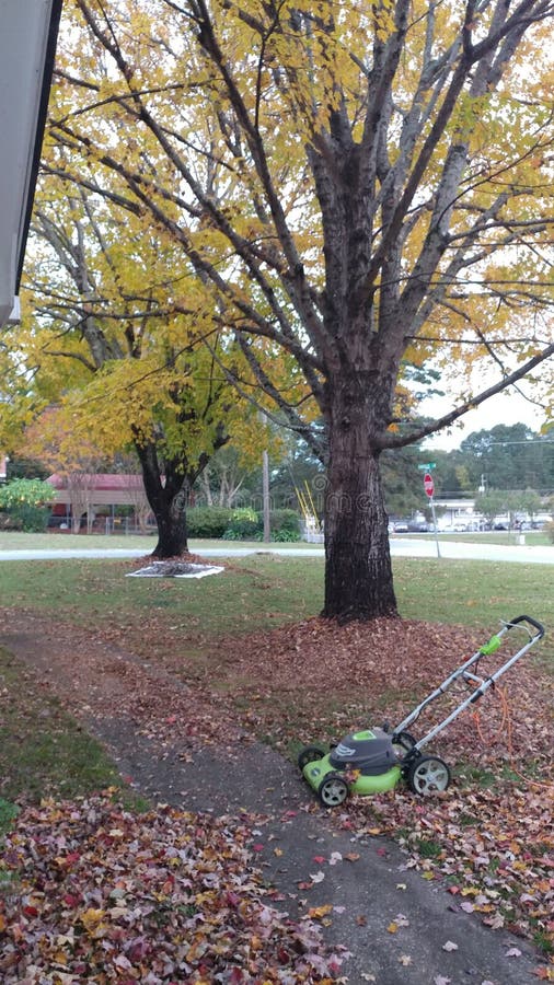 Autumn leaves on the ground w beautiful fall maple trees