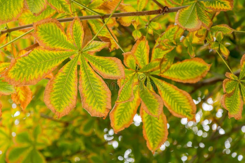 Autumn Leaves Horse Chestnut Stock Photo Image of brown, horse 88285806