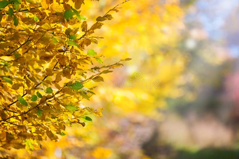 autumn-leaves-stock-image-image-of-orange-colors-leaves-60801445