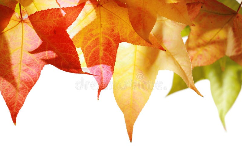 Autumn leaves isolated royalty free stock photo
