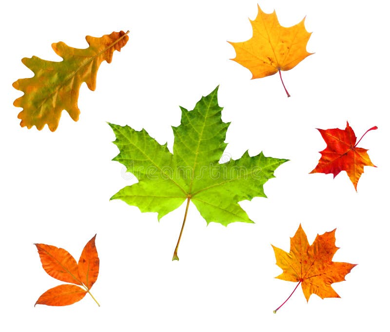 Full-size composite photo of various autumn leaves isolated on white background