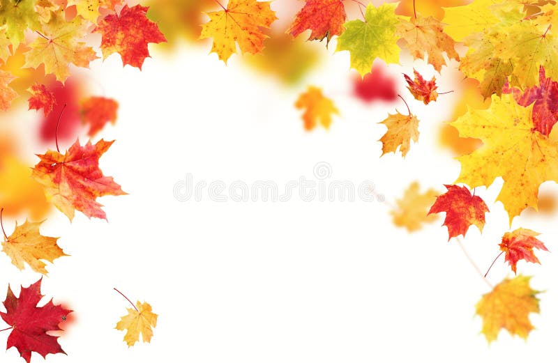 Autumn leaves isolated on white background