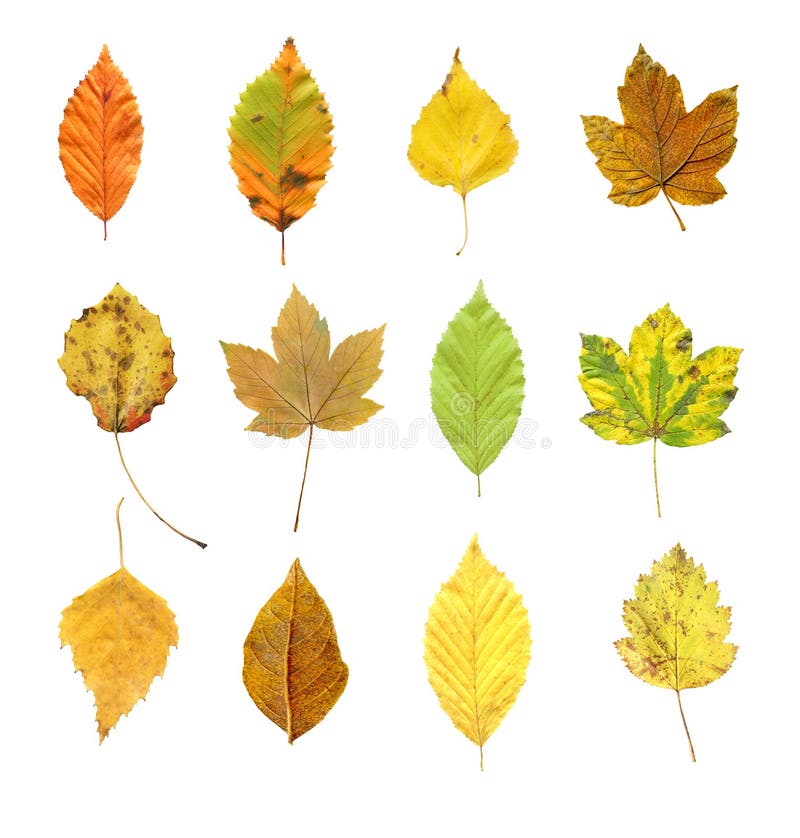 Autumn Leaves Isolated on White Background Stock Photo - Image of ...