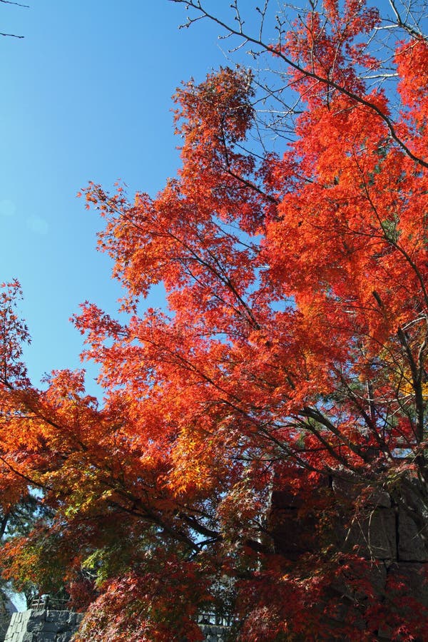 Autumn leaves in Japan stock image. Image of leaves, nature - 83219057