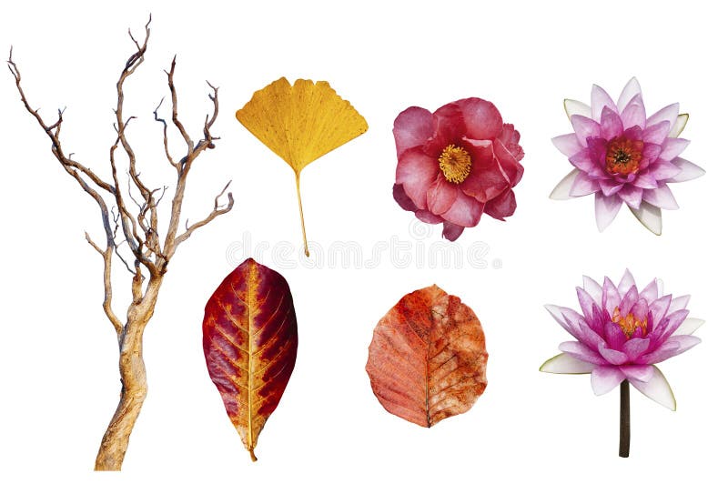 Autumn leaves and lotus, Japanese Camellia flower and beautiful dead tree isolated on white background with clipping path stock images Autumn leaves and lotus, Japanese Camellia flower and beautiful dead tree isolated on white background with clipping path stock images