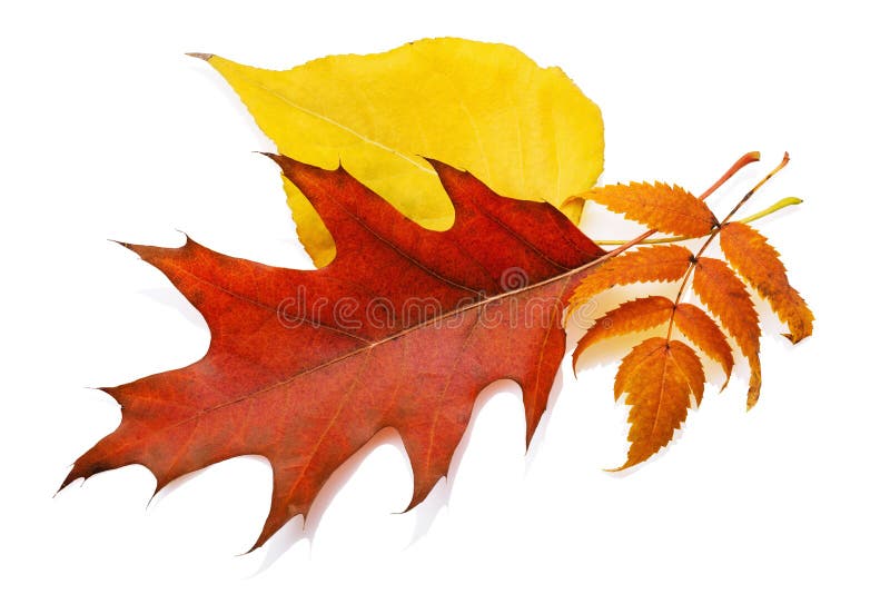 Autumn leaves of a maple, poplar and mountain ash isolated royalty free stock photos Autumn leaves of a maple, poplar and mountain ash isolated royalty free stock photos