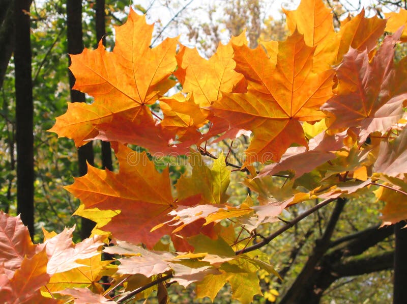 Autumn leaves of maple tree