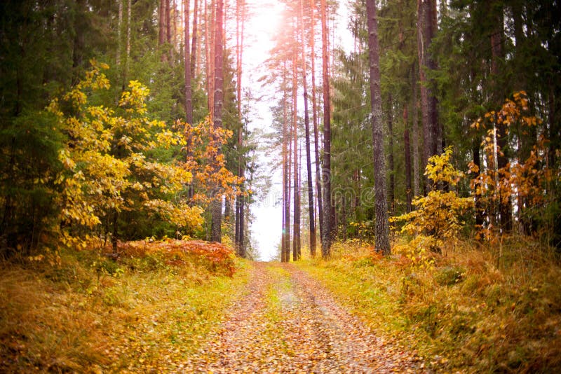 Autumn leaves on the old striped wooden background. autumn leafs on the wooden path in estonian forest. Autumn leaves on the old striped wooden background. autumn leafs on the wooden path in estonian forest