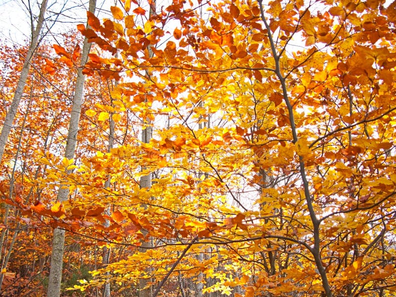 Autumn Leaves:orange, Red and Yellow in Some Trees Stock Image - Image