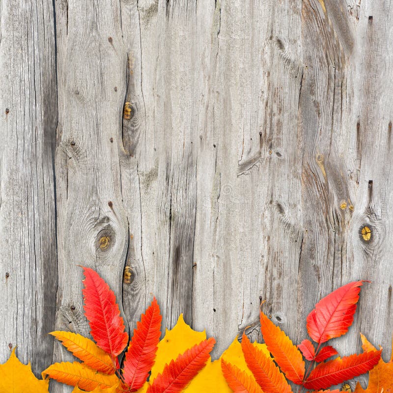 Fall leaves frame stock photo. Image of nature, plank - 34198062