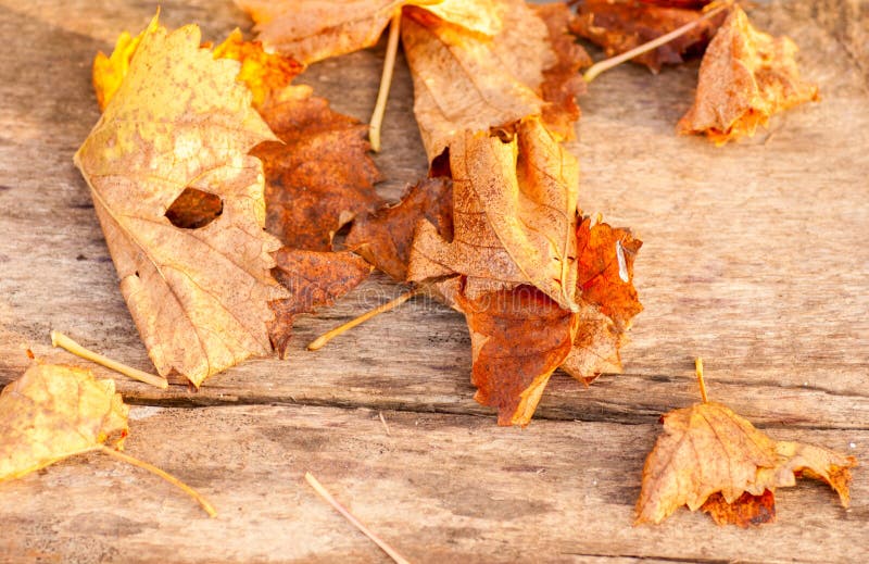 Autumn Leaves over wooden background