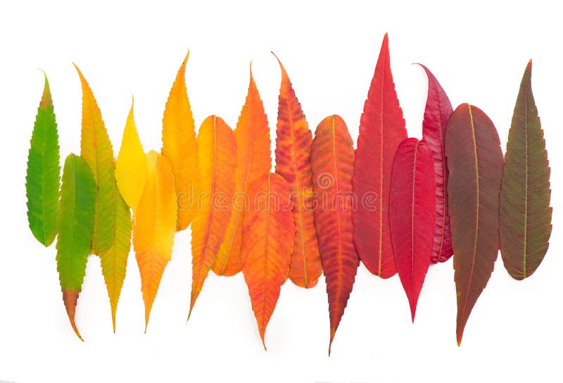 Autumn leaves palette colorful fall leaf background