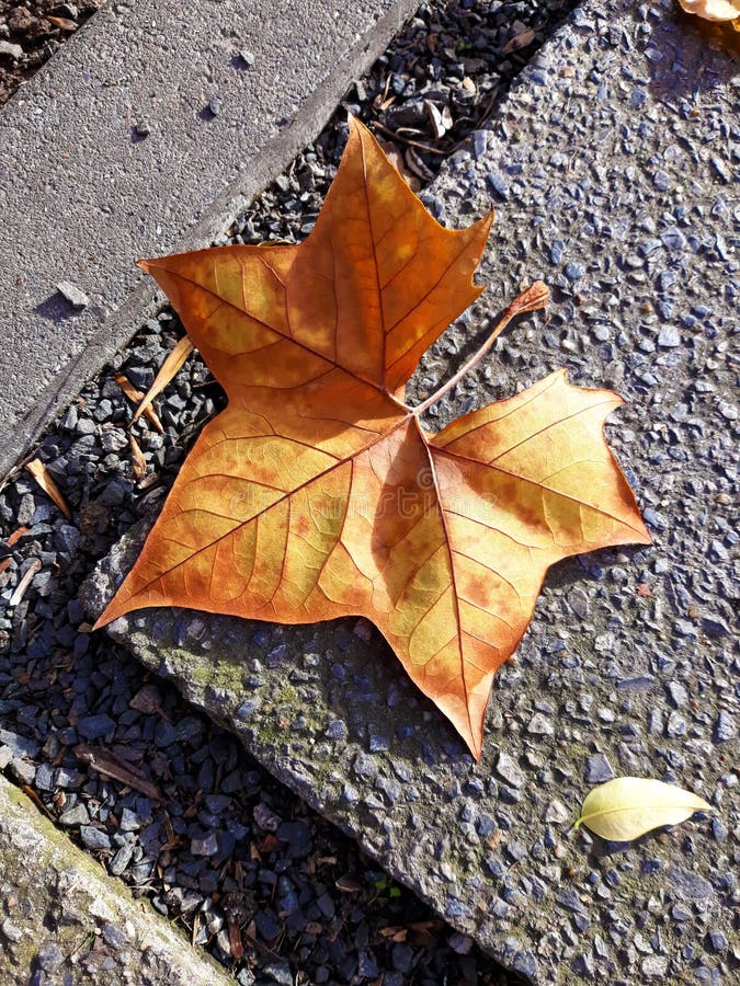 Da vicino da essiccato arrugginito autunno foglie sul marciapiede.